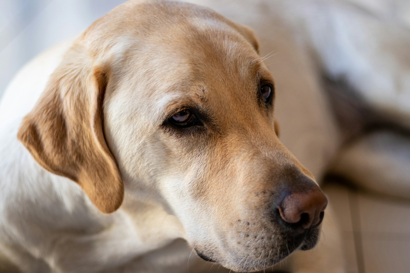 Marsh, a yellow Labrador dam, resting indoors with a soft, watchful expression