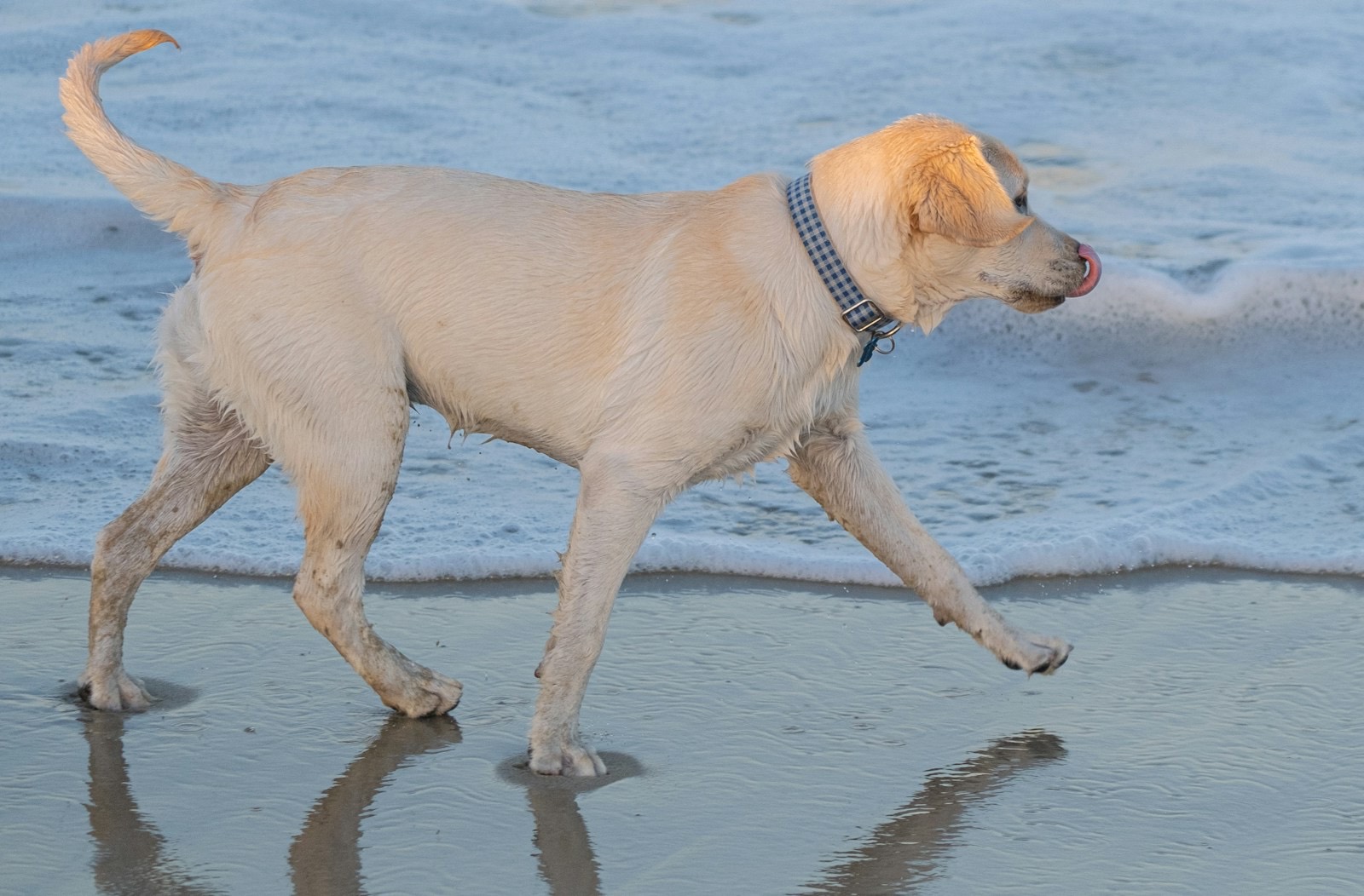 A pale yellow Labrador puppy trotting through the shallow surf