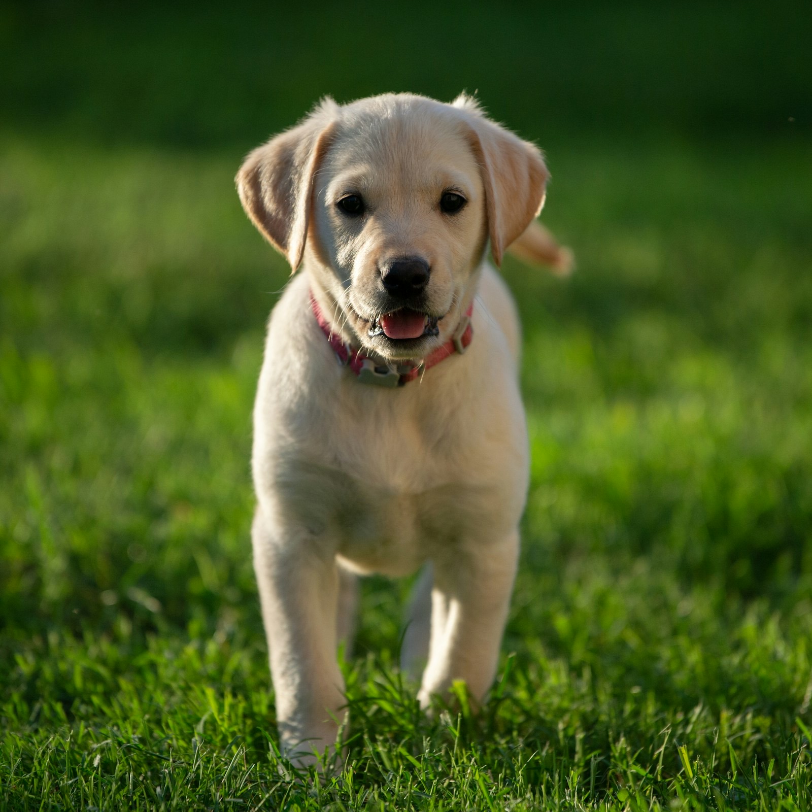 A yellow Labrador puppy trotting through the grass in evening light