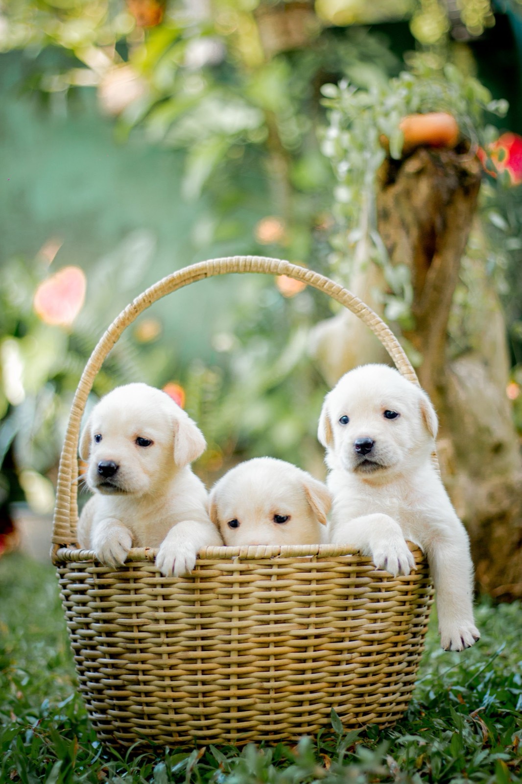Three young yellow Labrador puppies peeking out of a woven basket