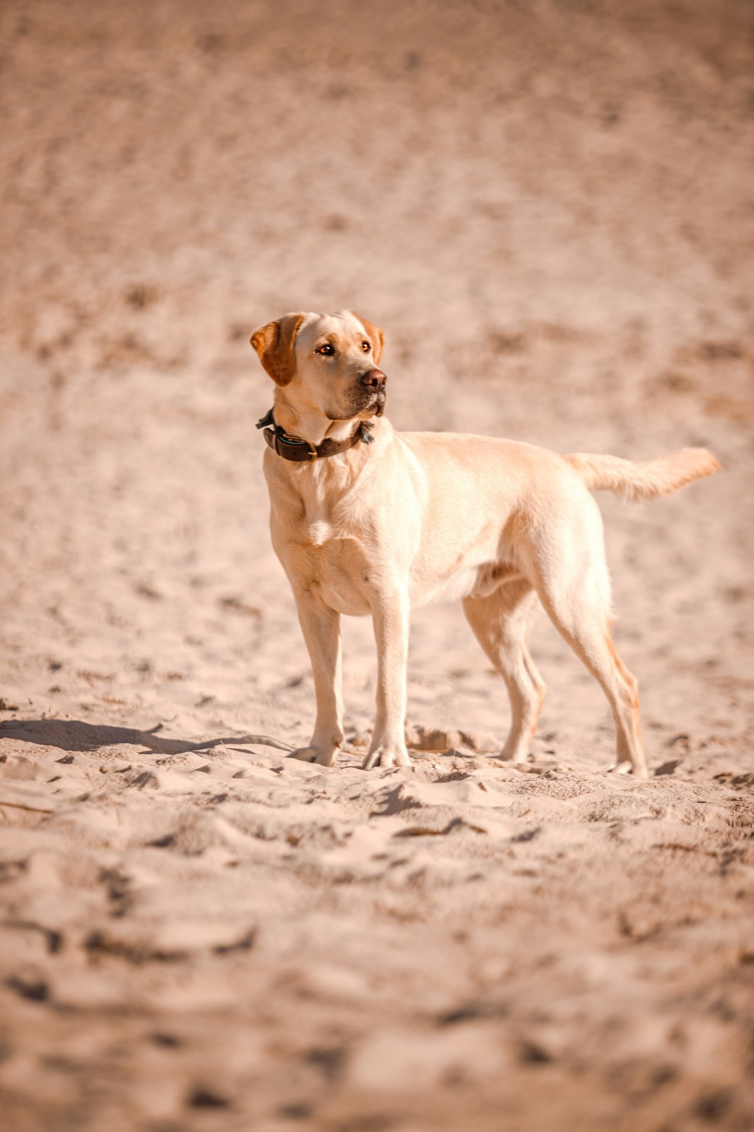 Ferry, a yellow Labrador sire, standing alert on the sand with his tail up