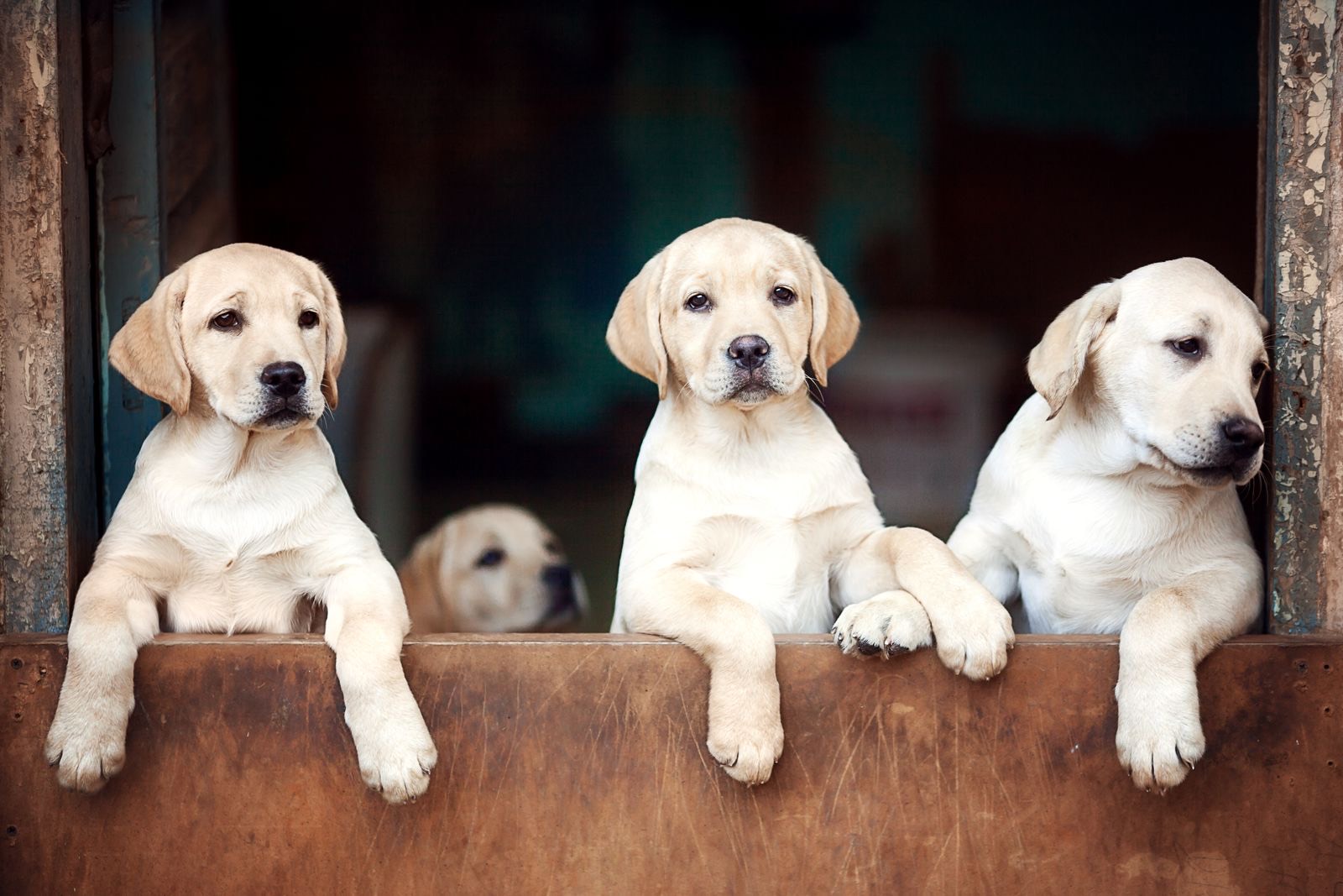 A litter of yellow Labrador puppies with their paws up on a board across a doorway in the house